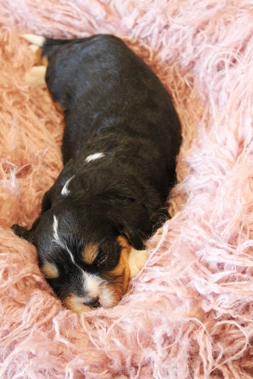 puppy, for, sale, Miniature Bernese Mountain Dog, Melvin  Fisher, dog, breeder, Coatesville, PA, dog-breeder, puppy-for-sale, forsale, nearby, find, puppyfind, locator, puppylocator, aca