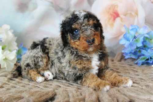 puppy, for, sale, Mini Bernedoodle, Melvin  Fisher, dog, breeder, Coatesville, PA, dog-breeder, puppy-for-sale, forsale, nearby, find, puppyfind, locator, puppylocator, aca