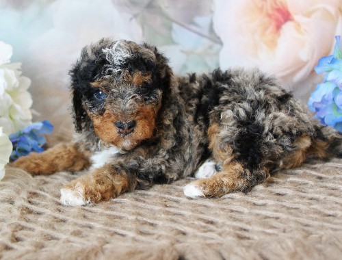 puppy, for, sale, Mini Bernedoodle, Melvin  Fisher, dog, breeder, Coatesville, PA, dog-breeder, puppy-for-sale, forsale, nearby, find, puppyfind, locator, puppylocator, aca