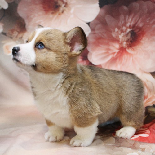 puppy, for, sale, Pembroke Welsh Corgi, Melvin  Fisher, dog, breeder, Coatesville, PA, dog-breeder, puppy-for-sale, forsale, nearby, find, puppyfind, locator, puppylocator, aca