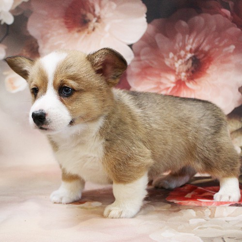 puppy, for, sale, Pembroke Welsh Corgi, Melvin  Fisher, dog, breeder, Coatesville, PA, dog-breeder, puppy-for-sale, forsale, nearby, find, puppyfind, locator, puppylocator, aca