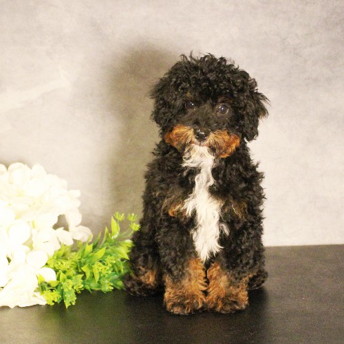 puppy, for, sale, Miniature Bernedoodle, Melvin  Fisher, dog, breeder, Coatesville, PA, dog-breeder, puppy-for-sale, forsale, nearby, find, puppyfind, locator, puppylocator, aca