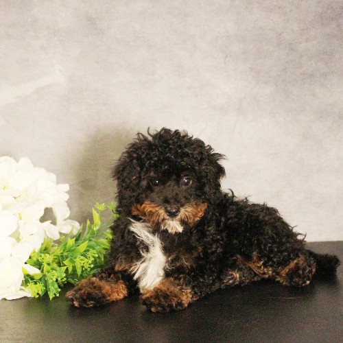 puppy, for, sale, Miniature Bernedoodle, Melvin  Fisher, dog, breeder, Coatesville, PA, dog-breeder, puppy-for-sale, forsale, nearby, find, puppyfind, locator, puppylocator, aca