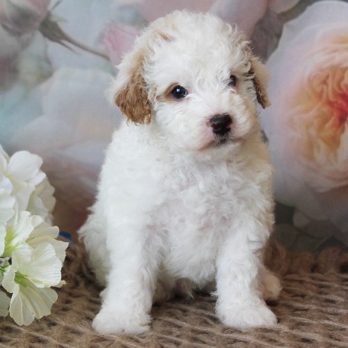 puppy, for, sale, Mini Bernedoodle, Melvin  Fisher, dog, breeder, Coatesville, PA, dog-breeder, puppy-for-sale, forsale, nearby, find, puppyfind, locator, puppylocator, aca