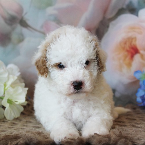 puppy, for, sale, Mini Bernedoodle, Melvin  Fisher, dog, breeder, Coatesville, PA, dog-breeder, puppy-for-sale, forsale, nearby, find, puppyfind, locator, puppylocator, aca