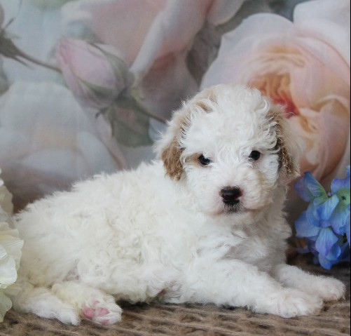 puppy, for, sale, Mini Bernedoodle, Melvin  Fisher, dog, breeder, Coatesville, PA, dog-breeder, puppy-for-sale, forsale, nearby, find, puppyfind, locator, puppylocator, aca