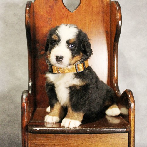 puppy, for, sale, Bernese Mountain Dog, Melvin  Fisher, dog, breeder, Coatesville, PA, dog-breeder, puppy-for-sale, forsale, nearby, find, puppyfind, locator, puppylocator, aca