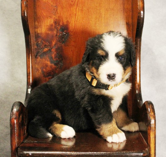 puppy, for, sale, Bernese Mountain Dog, Melvin  Fisher, dog, breeder, Coatesville, PA, dog-breeder, puppy-for-sale, forsale, nearby, find, puppyfind, locator, puppylocator, aca