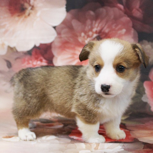 puppy, for, sale, Pembroke Welsh Corgi, Melvin  Fisher, dog, breeder, Coatesville, PA, dog-breeder, puppy-for-sale, forsale, nearby, find, puppyfind, locator, puppylocator, aca