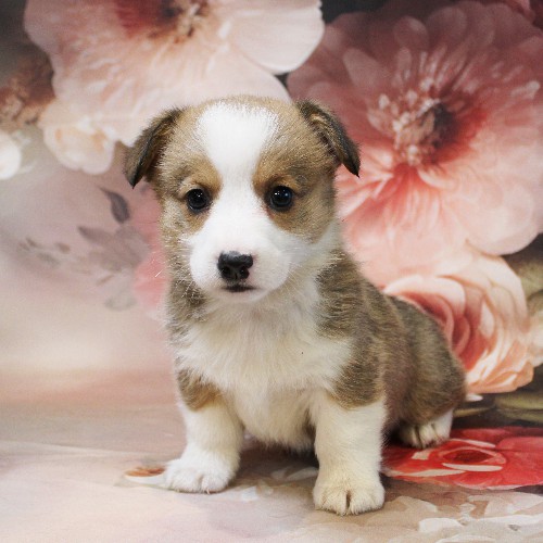 puppy, for, sale, Pembroke Welsh Corgi, Melvin  Fisher, dog, breeder, Coatesville, PA, dog-breeder, puppy-for-sale, forsale, nearby, find, puppyfind, locator, puppylocator, aca