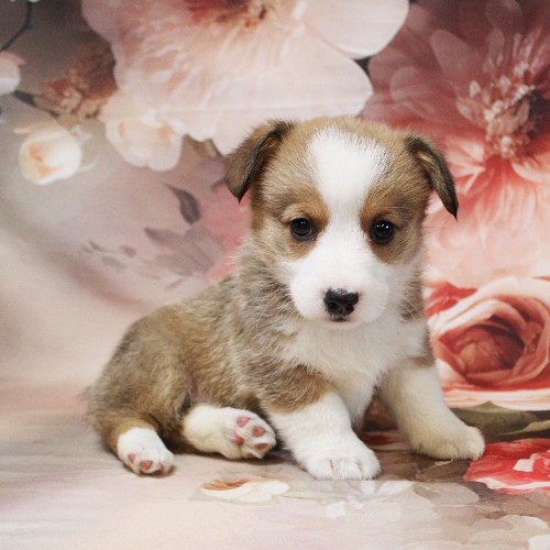 puppy, for, sale, Pembroke Welsh Corgi, Melvin  Fisher, dog, breeder, Coatesville, PA, dog-breeder, puppy-for-sale, forsale, nearby, find, puppyfind, locator, puppylocator, aca