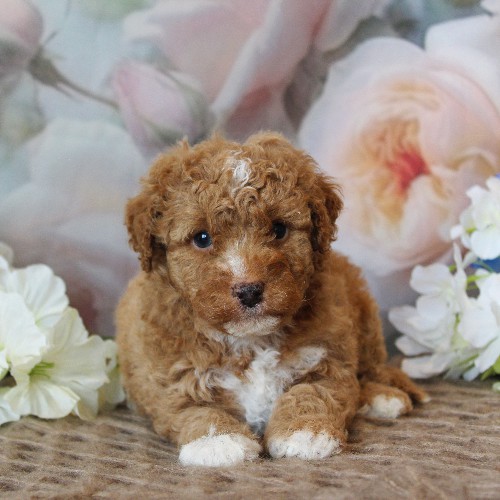 puppy, for, sale, Mini Bernedoodle, Melvin  Fisher, dog, breeder, Coatesville, PA, dog-breeder, puppy-for-sale, forsale, nearby, find, puppyfind, locator, puppylocator, aca