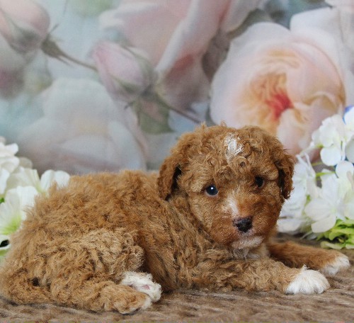 puppy, for, sale, Mini Bernedoodle, Melvin  Fisher, dog, breeder, Coatesville, PA, dog-breeder, puppy-for-sale, forsale, nearby, find, puppyfind, locator, puppylocator, aca