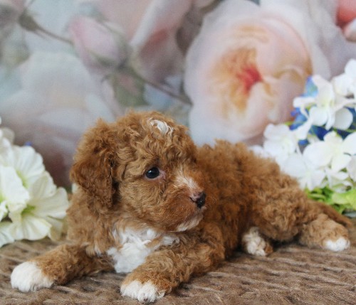 puppy, for, sale, Mini Bernedoodle, Melvin  Fisher, dog, breeder, Coatesville, PA, dog-breeder, puppy-for-sale, forsale, nearby, find, puppyfind, locator, puppylocator, aca