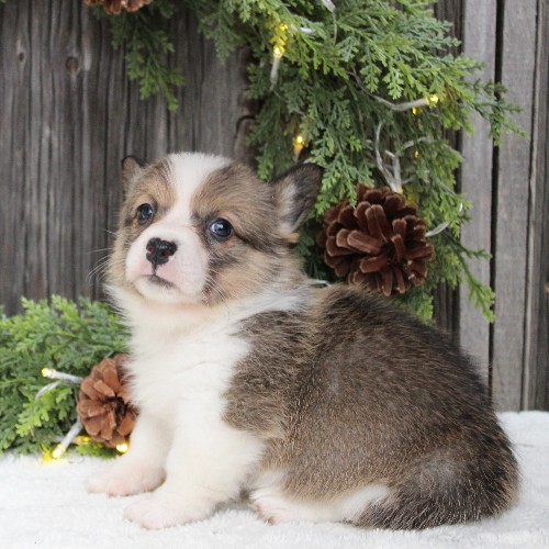 puppy, for, sale, Pembroke Welsh Corgi, Melvin  Fisher, dog, breeder, Coatesville, PA, dog-breeder, puppy-for-sale, forsale, nearby, find, puppyfind, locator, puppylocator, aca