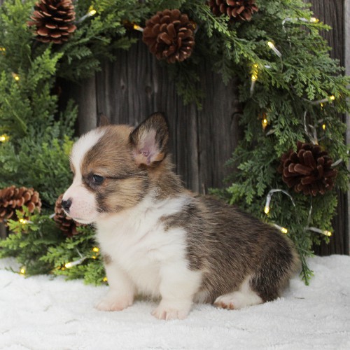 puppy, for, sale, Pembroke Welsh Corgi, Melvin  Fisher, dog, breeder, Coatesville, PA, dog-breeder, puppy-for-sale, forsale, nearby, find, puppyfind, locator, puppylocator, aca