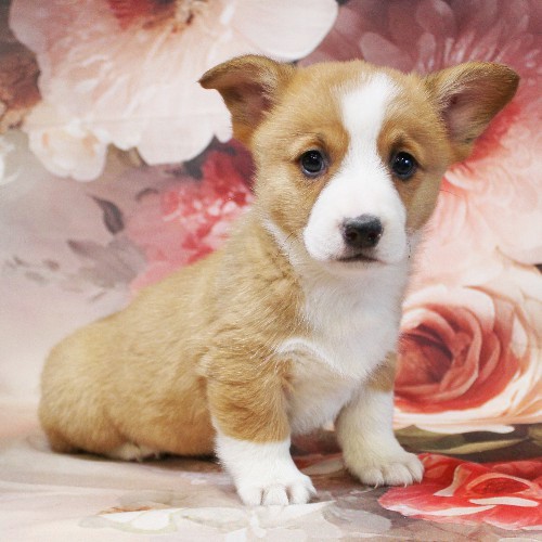 puppy, for, sale, Pembroke Welsh Corgi, Melvin  Fisher, dog, breeder, Coatesville, PA, dog-breeder, puppy-for-sale, forsale, nearby, find, puppyfind, locator, puppylocator, aca