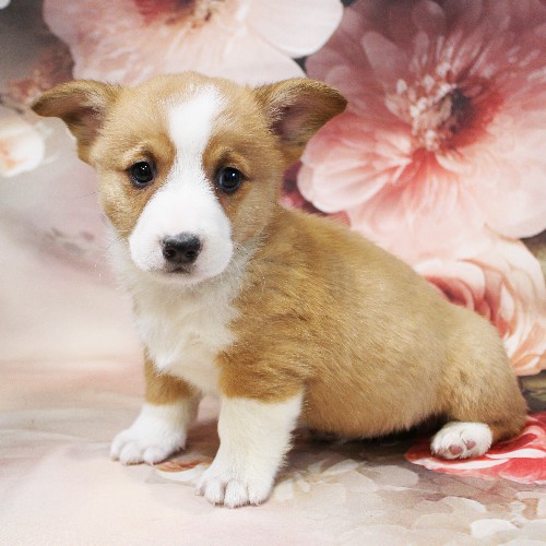 puppy, for, sale, Pembroke Welsh Corgi, Melvin  Fisher, dog, breeder, Coatesville, PA, dog-breeder, puppy-for-sale, forsale, nearby, find, puppyfind, locator, puppylocator, aca