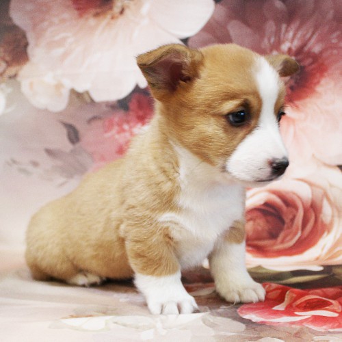 puppy, for, sale, Pembroke Welsh Corgi, Melvin  Fisher, dog, breeder, Coatesville, PA, dog-breeder, puppy-for-sale, forsale, nearby, find, puppyfind, locator, puppylocator, aca