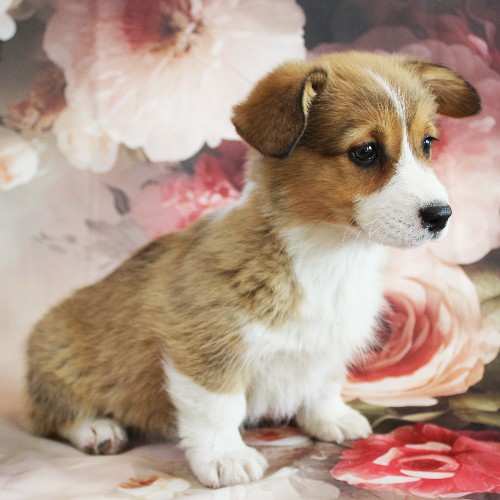 puppy, for, sale, Pembroke Welsh Corgi, Melvin  Fisher, dog, breeder, Coatesville, PA, dog-breeder, puppy-for-sale, forsale, nearby, find, puppyfind, locator, puppylocator, aca