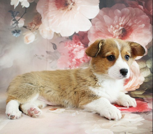 puppy, for, sale, Pembroke Welsh Corgi, Melvin  Fisher, dog, breeder, Coatesville, PA, dog-breeder, puppy-for-sale, forsale, nearby, find, puppyfind, locator, puppylocator, aca