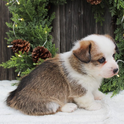 puppy, for, sale, Pembroke Welsh Corgi, Melvin  Fisher, dog, breeder, Coatesville, PA, dog-breeder, puppy-for-sale, forsale, nearby, find, puppyfind, locator, puppylocator, aca