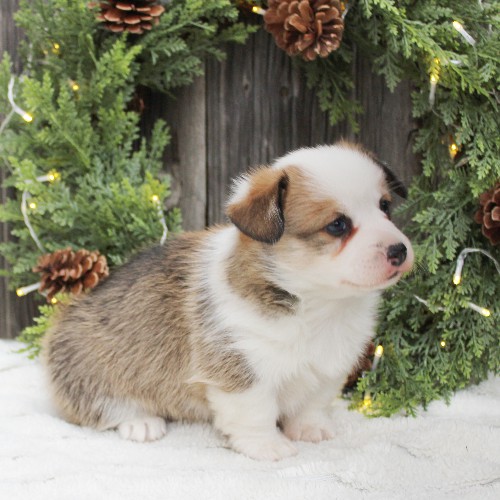 puppy, for, sale, Pembroke Welsh Corgi, Melvin  Fisher, dog, breeder, Coatesville, PA, dog-breeder, puppy-for-sale, forsale, nearby, find, puppyfind, locator, puppylocator, aca