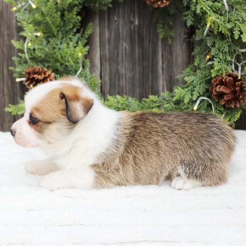 puppy, for, sale, Pembroke Welsh Corgi, Melvin  Fisher, dog, breeder, Coatesville, PA, dog-breeder, puppy-for-sale, forsale, nearby, find, puppyfind, locator, puppylocator, aca