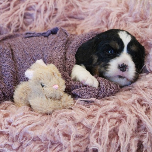 puppy, for, sale, Miniature Bernese Mountain Dog, Melvin  Fisher, dog, breeder, Coatesville, PA, dog-breeder, puppy-for-sale, forsale, nearby, find, puppyfind, locator, puppylocator, aca