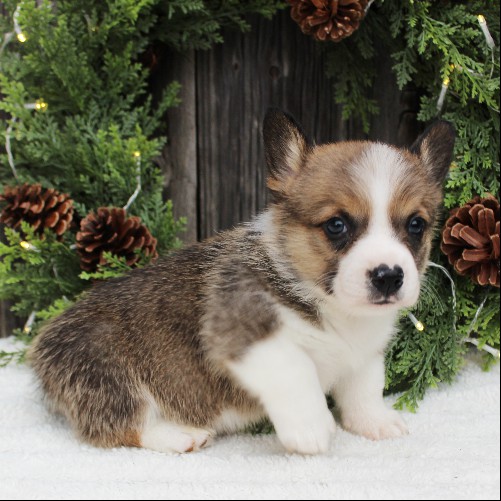 puppy, for, sale, Pembroke Welsh Corgi, Melvin  Fisher, dog, breeder, Coatesville, PA, dog-breeder, puppy-for-sale, forsale, nearby, find, puppyfind, locator, puppylocator, aca