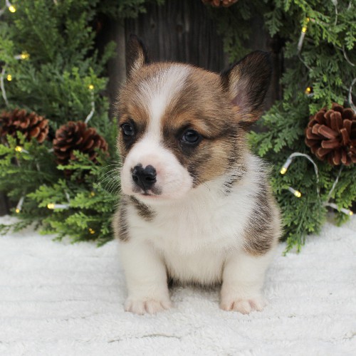 puppy, for, sale, Pembroke Welsh Corgi, Melvin  Fisher, dog, breeder, Coatesville, PA, dog-breeder, puppy-for-sale, forsale, nearby, find, puppyfind, locator, puppylocator, aca