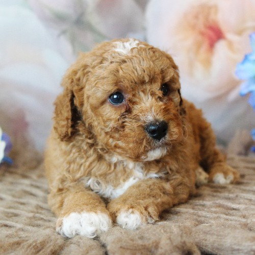 puppy, for, sale, Mini Bernedoodle, Melvin  Fisher, dog, breeder, Coatesville, PA, dog-breeder, puppy-for-sale, forsale, nearby, find, puppyfind, locator, puppylocator, aca