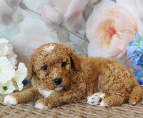 puppy, for, sale, Mini Bernedoodle, Melvin  Fisher, dog, breeder, Coatesville, PA, dog-breeder, puppy-for-sale, forsale, nearby, find, puppyfind, locator, puppylocator, aca