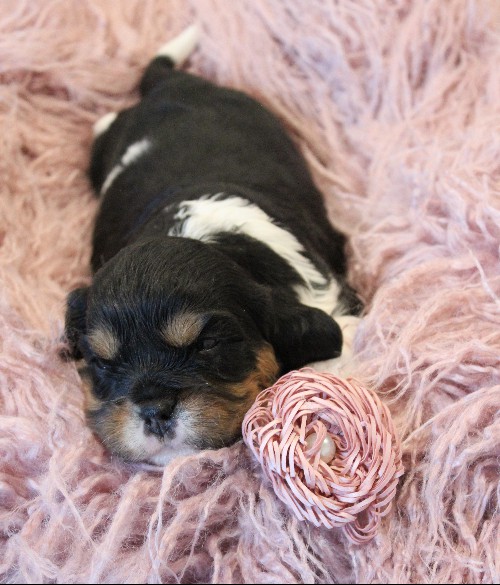 puppy, for, sale, Miniature Bernese Mountain Dog, Melvin  Fisher, dog, breeder, Coatesville, PA, dog-breeder, puppy-for-sale, forsale, nearby, find, puppyfind, locator, puppylocator, aca