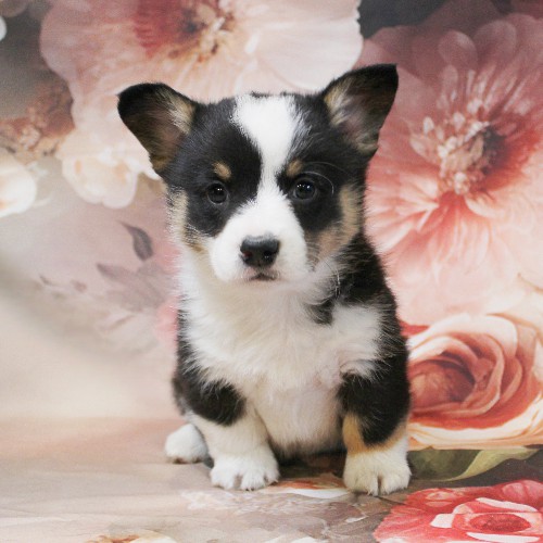 puppy, for, sale, Pembroke Welsh Corgi, Melvin  Fisher, dog, breeder, Coatesville, PA, dog-breeder, puppy-for-sale, forsale, nearby, find, puppyfind, locator, puppylocator, aca