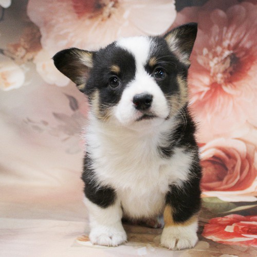 puppy, for, sale, Pembroke Welsh Corgi, Melvin  Fisher, dog, breeder, Coatesville, PA, dog-breeder, puppy-for-sale, forsale, nearby, find, puppyfind, locator, puppylocator, aca