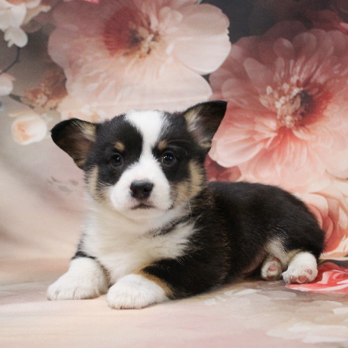 puppy, for, sale, Pembroke Welsh Corgi, Melvin  Fisher, dog, breeder, Coatesville, PA, dog-breeder, puppy-for-sale, forsale, nearby, find, puppyfind, locator, puppylocator, aca