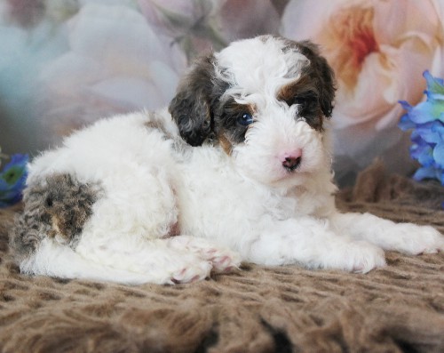 puppy, for, sale, Mini Bernedoodle, Melvin  Fisher, dog, breeder, Coatesville, PA, dog-breeder, puppy-for-sale, forsale, nearby, find, puppyfind, locator, puppylocator, aca