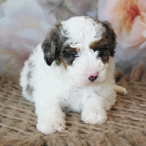 puppy, for, sale, Mini Bernedoodle, Melvin  Fisher, dog, breeder, Coatesville, PA, dog-breeder, puppy-for-sale, forsale, nearby, find, puppyfind, locator, puppylocator, aca