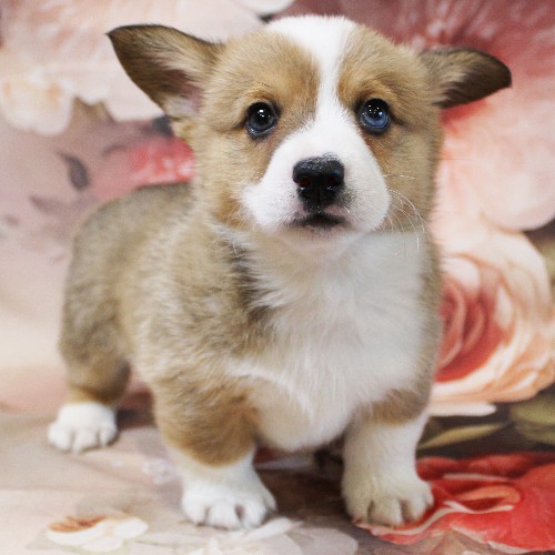 puppy, for, sale, Pembroke Welsh Corgi, Melvin  Fisher, dog, breeder, Coatesville, PA, dog-breeder, puppy-for-sale, forsale, nearby, find, puppyfind, locator, puppylocator, aca