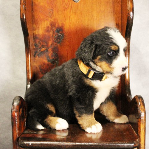 puppy, for, sale, Bernese Mountain Dog, Melvin  Fisher, dog, breeder, Coatesville, PA, dog-breeder, puppy-for-sale, forsale, nearby, find, puppyfind, locator, puppylocator, aca