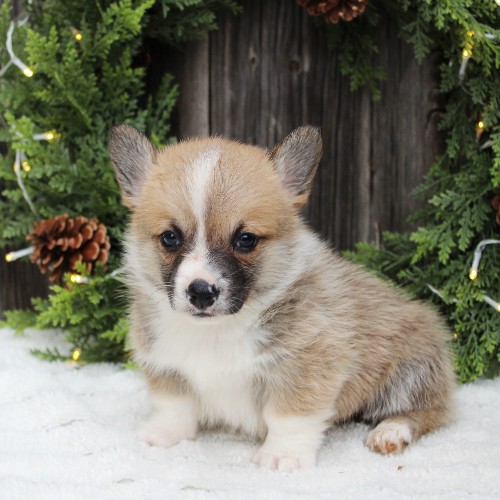 puppy, for, sale, Pembroke Welsh Corgi, Melvin  Fisher, dog, breeder, Coatesville, PA, dog-breeder, puppy-for-sale, forsale, nearby, find, puppyfind, locator, puppylocator, aca