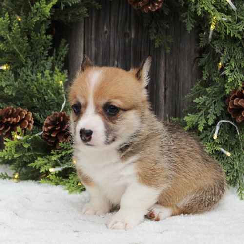 puppy, for, sale, Pembroke Welsh Corgi, Melvin  Fisher, dog, breeder, Coatesville, PA, dog-breeder, puppy-for-sale, forsale, nearby, find, puppyfind, locator, puppylocator, aca