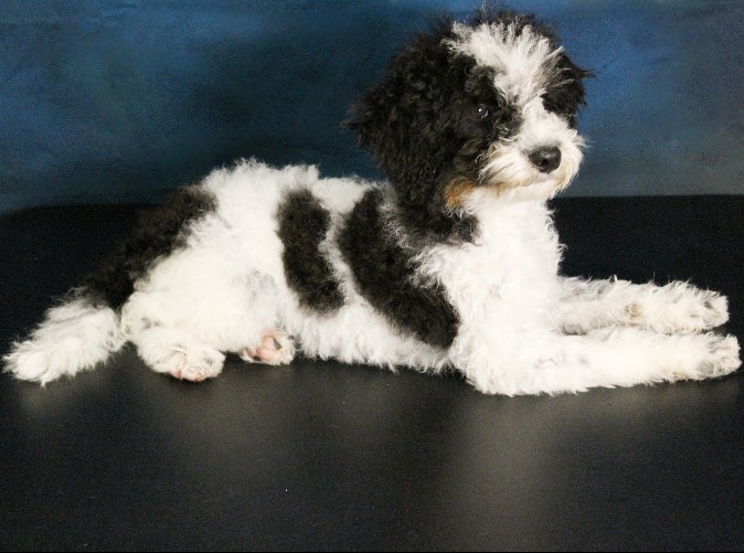 puppy, for, sale, Miniature Bernedoodle, Melvin  Fisher, dog, breeder, Coatesville, PA, dog-breeder, puppy-for-sale, forsale, nearby, find, puppyfind, locator, puppylocator, aca