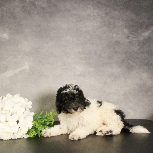 puppy, for, sale, Miniature Bernedoodle, Melvin  Fisher, dog, breeder, Coatesville, PA, dog-breeder, puppy-for-sale, forsale, nearby, find, puppyfind, locator, puppylocator, aca