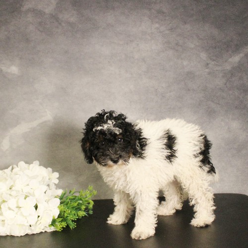 puppy, for, sale, Miniature Bernedoodle, Melvin  Fisher, dog, breeder, Coatesville, PA, dog-breeder, puppy-for-sale, forsale, nearby, find, puppyfind, locator, puppylocator, aca