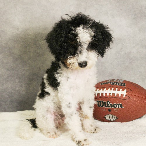 puppy, for, sale, Miniature Bernedoodle, Melvin  Fisher, dog, breeder, Coatesville, PA, dog-breeder, puppy-for-sale, forsale, nearby, find, puppyfind, locator, puppylocator, aca