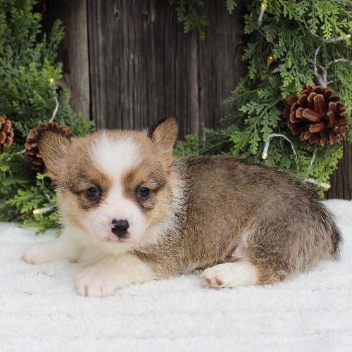 puppy, for, sale, Pembroke Welsh Corgi, Melvin  Fisher, dog, breeder, Coatesville, PA, dog-breeder, puppy-for-sale, forsale, nearby, find, puppyfind, locator, puppylocator, aca