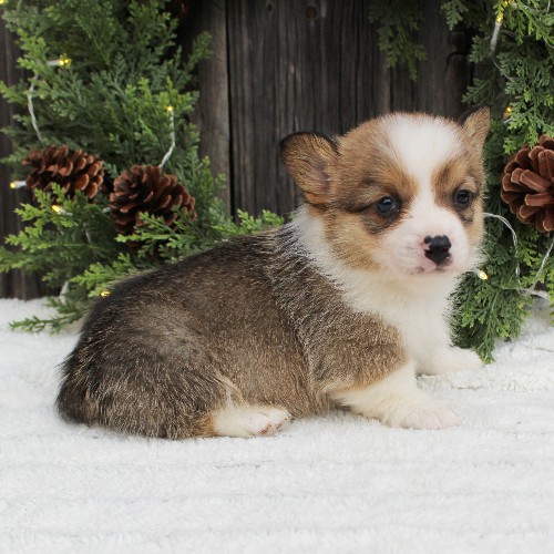 puppy, for, sale, Pembroke Welsh Corgi, Melvin  Fisher, dog, breeder, Coatesville, PA, dog-breeder, puppy-for-sale, forsale, nearby, find, puppyfind, locator, puppylocator, aca