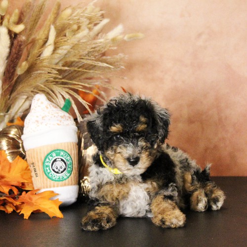 puppy, for, sale, Miniature Bernedoodle, Melvin  Fisher, dog, breeder, Coatesville, PA, dog-breeder, puppy-for-sale, forsale, nearby, find, puppyfind, locator, puppylocator, aca